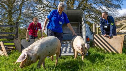Two pigs step out of the back of a small trailer into a grassy field while three people stand nearby guiding them into the enclosure. Wooden fencing, trees and bright blue sky frame the scene, with sunlight highlighting the fresh green grass underfoot.