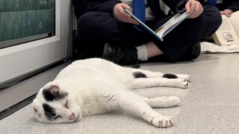 Mr B lying on the floor, he is a white cat with dark patches on his head. A child is in the background sat cross legged and holding a book. 