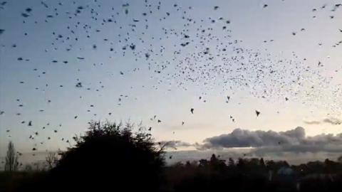 Starlings in Rearsby