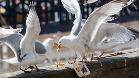 Seagulls are seen fighting over spilled chips on a wall.