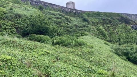 A sand dune completely covered in plant life at Bamburgh. Ivy and other green plants completely cover the dunes to the point no sand can be seen. At stone wall runs along the top of the dunes. A circular stone fort sits atop the hill.