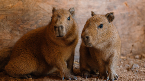 Two small Capybara pups