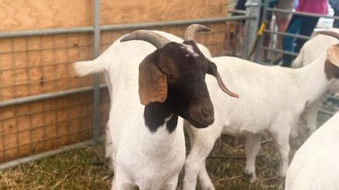 A white goat with a brown face and medium-length horns stands in a pen at an agricultural show