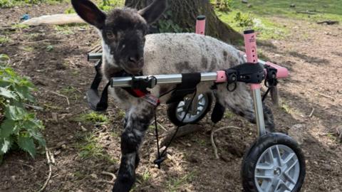 Dotty in pink wheelchair standing in front of a tree on grass.
