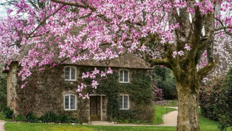 A magnolia tree in full blossom in front of a thatched house covered in ivy.