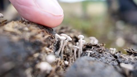 A finger points to an extremely rare tiny white fungus sprouting from a small pile of pony dung