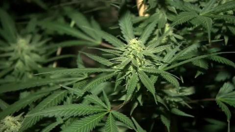 A close up of a cannabis plant, it has green spiky leaves.