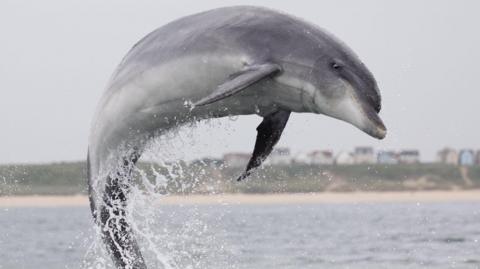 A dolphin leaping from the north Sea at Scarborough.