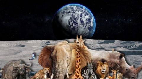 Animals on the moon