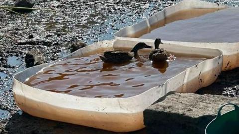 Two ducks swimming in a plastic paddling pool positioned in the dry Biddestone pond.
