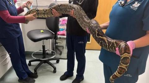 Three people in a vetinary practice holding a large snake. The picture is taken in a treatment room and the three members of staff are each holding a section of the snake. 