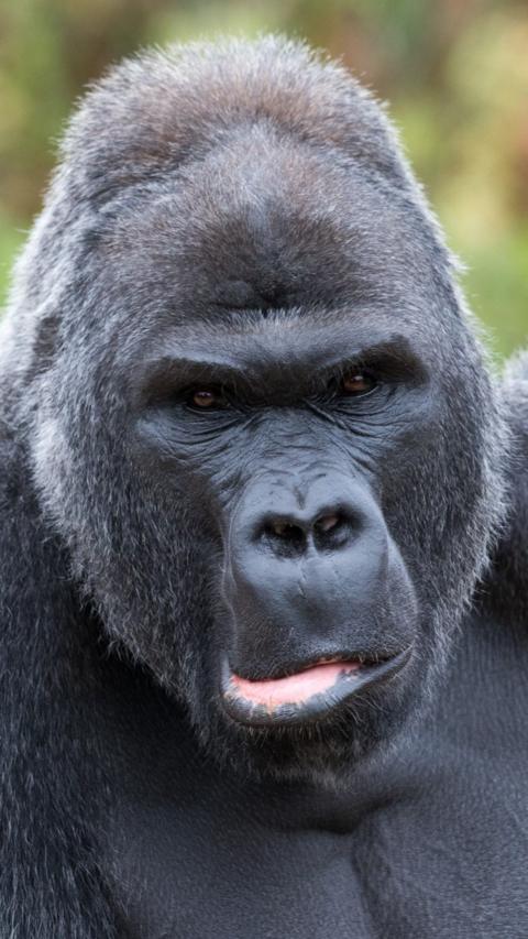A gorilla looks towards the camera with its mouth slightly open