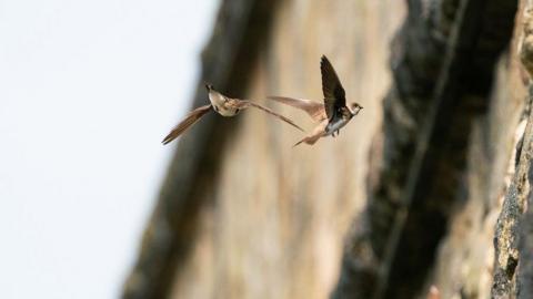 Two sand martins in flight. A stone wall can be seen blurred in the background.