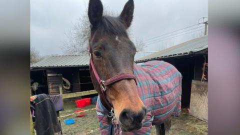 Brown horse stands in stable wearing red and green checked coat.