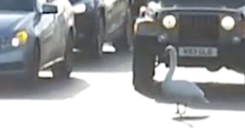 Swan in front of a car on a motorway.