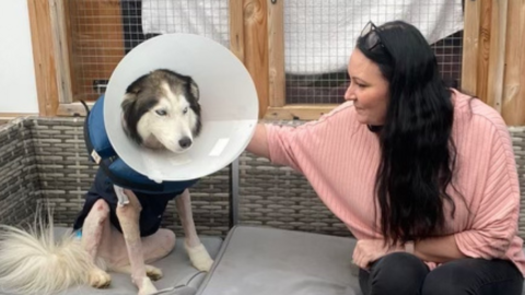 Marie Hay and her dog Naevia following surgery after being attacked. The husky has been shaved and is wearing a protective body suit and large plastic cone.
