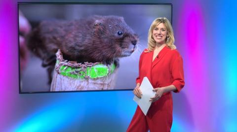 Jenny in the studio with a vole in the screen