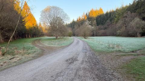 A gravel road tuns through a flat, open clearing with forest surrounding the edges. Sunlight is catching the tips of the trees and lighting them up in a bright orange. Two trees are growing in the middle of the clearing, one on either side of the gravel road.