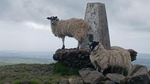 Two sheep standing at the peak of a hill