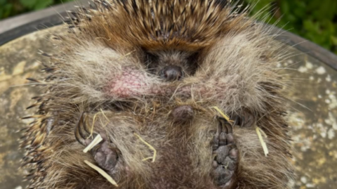 A large hedgehog rests on its back on a weighing scale. Its paws can be seen resting up in the air.