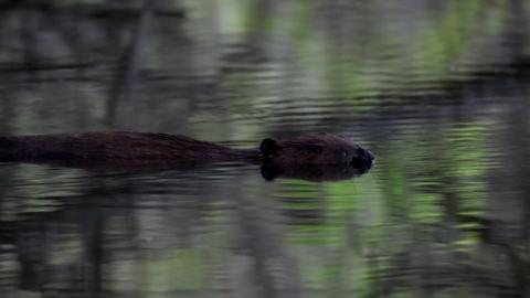 A beaver swims with it's head and body visible out of the water