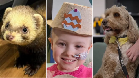 From left to right: A ferret staring up past the camera, a little girl wearing a papier mache hat and a pink jumper and a golden-coloured labradoodle with a lead round its neck.