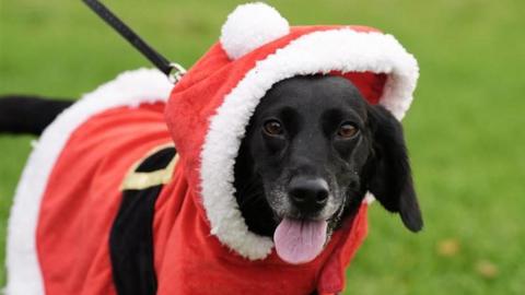 A black Labrador in a red Santa costume. The dog is facing the camera with it's tongue stuck out. Behind the dog is green grass. 