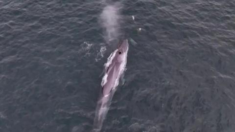 The image shows an aerial view of a fin whale surfacing in the ocean, with its back and blowhole clearly visible. A spout of water is being expelled from the blowhole, capturing the moment the whale is exhaling. The sea appears dark and slightly choppy. In front of it are two dolphins, which are approximately a fifteenth the size of the whale.