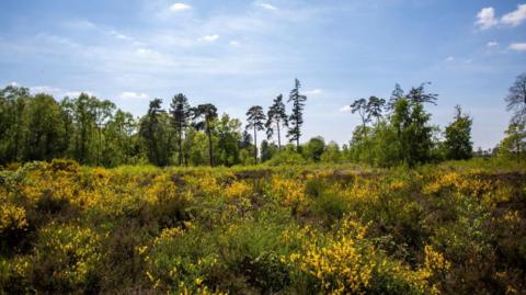 RSPB reserve in Bedfordshire