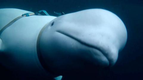 Underwater shot of Hvaldimir (beluga whale) wearing a harness