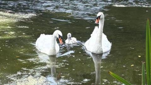 Two swans with cygnet in a pond