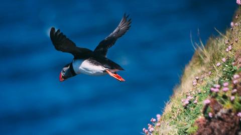 A puffin takes flight on the island of Handa. Photo by Maree Nicolson.