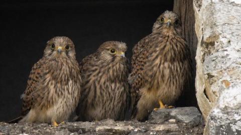 Three baby kestrels standing in the window opening of an old derelict house. They have black and brown speckled feathers and bright yellow talons.