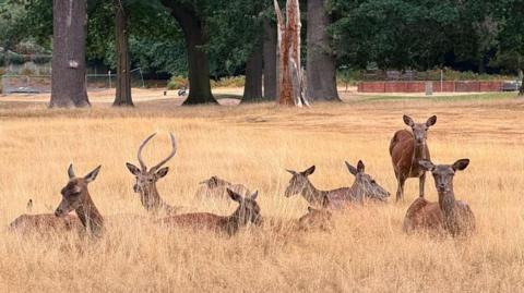 A herd of deer in Nottingham's Wollaton Park sitting in grass which has been scorched in hot weather