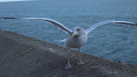 A white seagull with a grey speckled face stands with its wings spread on a concrete fence next to the sea. 