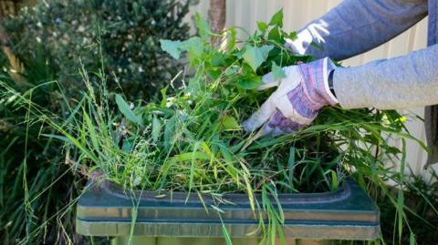 A person places garden waste including grass, leaves and weeds into a container. They are wearing a grey top and purple and white gardening gloves. A hedge and a wall can be seen behind them.