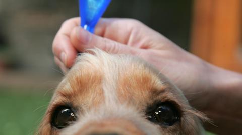 Perchennog yn trin ei chi a meddiginaeth chwain