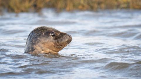 A seal pops its head out above the surface of the sea. Some shoreline with reeds is in the background