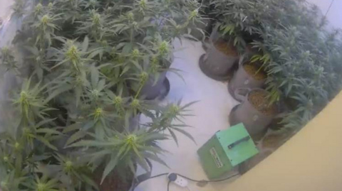 Overhead shot of lots of cannabis plants in pots, as well as an extension cord and a green box. 