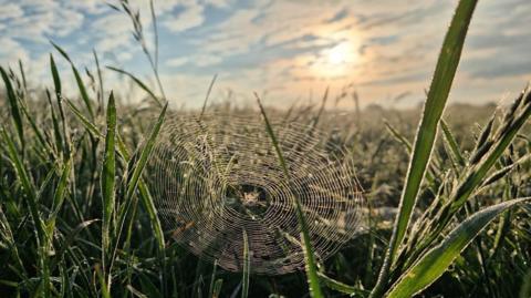 A close-up of a cobwebs surrounded by blades of grass with a sky full of patchy clouds