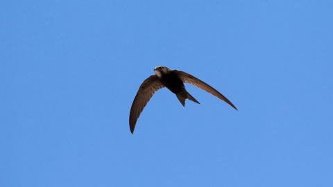 A bird flies gracefully against a pale blue sky. 