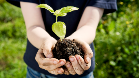 Boy's hands holding seedling 