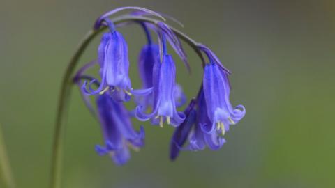A close up shot of the flower of a bluebell taken from the side. 