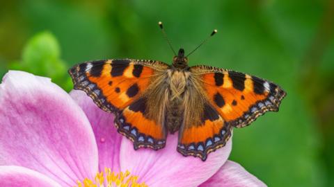 A picture of a colourful butterfly on a flower