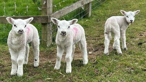 Three lambs with white fur standing in a green field. They are looking at the camera. The one furthest right has its back turned and is looking over its shoulder. There is a wooden fence in the background. They have red painted marks on the right side of their bodies. 