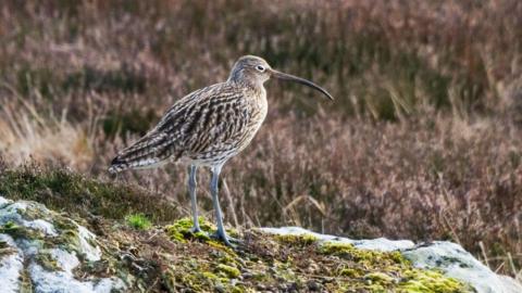 A snipe bird with mottled brown feathers, thin grey legs and a long thin beak. The bird is standing on top of a moss covered rock and a field can be seen in the background.