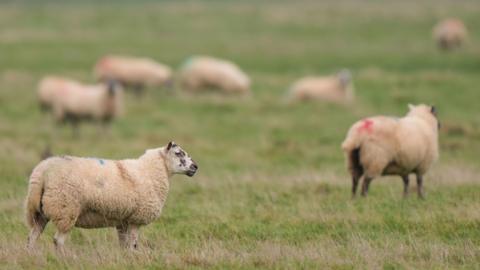 Several sheep stood in a field.