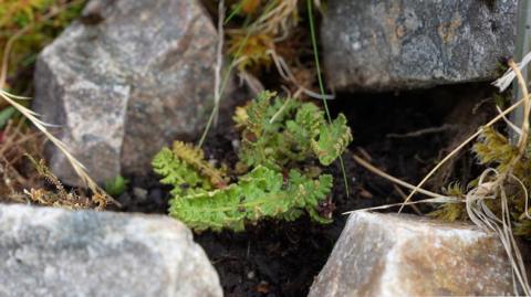 A green fern in the foreground surrounded by four grey rocks. Yellow and green tinged grass is present around the rocks, above brown soil. 