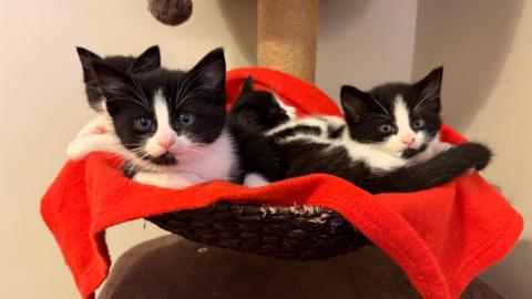 Four black and white kittens sitting in a basket. They have black heads, but white cheeks and noses.