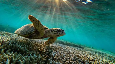 turtle swimming in a coral reef
